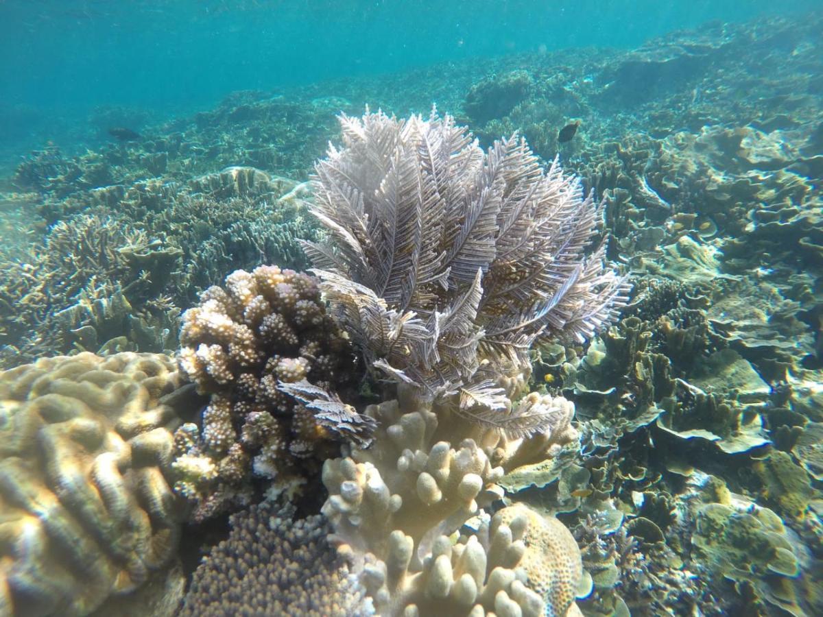 Terimakasih Homestay Pulau Mansuar Exteriér fotografie